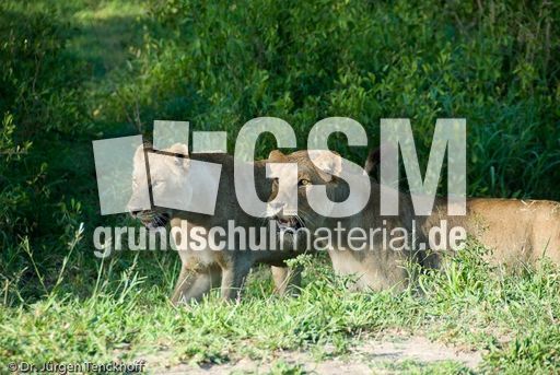 Löwen (40 von 69).jpg